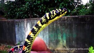 Malsara  Snake  Chrysopelea ornata 20180210 [upl. by Joshua814]