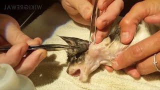 Satisfying Botfly Larvae Removal From Animals [upl. by Buchbinder]