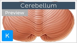 Overview of the cerebellum preview  Human Anatomy  Kenhub [upl. by Rosalynd]