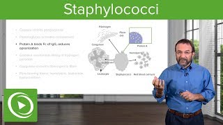 Staphylococci – Microbiology  Lecturio [upl. by Clementis530]