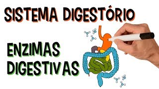 ✅ SISTEMA DIGESTÓRIO E ENZIMAS DIGESTIVAS [upl. by Keefer]