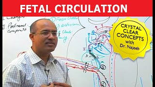 Fetal Circulation  Embryology  Dr Najeeb [upl. by Kobi]