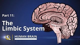 Limbic System  Human Brain Series  Part 11 [upl. by Macintyre]