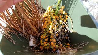 Cut Down Palm Tree Seed Pods and Not Making a Mess [upl. by Mccahill]