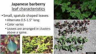 Japanese Barberry Identification [upl. by Aday]