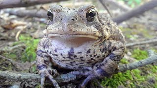 American Toad  CREATURE FEATURE 9 [upl. by Kragh764]