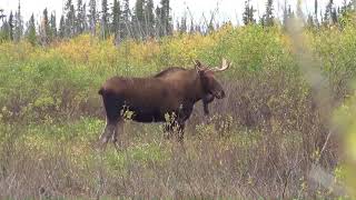 Moose Agassiz Outfitters in Manitoba Canada [upl. by Stover]