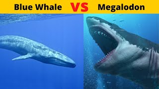 MEGALODON VS BLUE WHALE megalodon vs blue whale world biggest shark vs world biggest whale [upl. by Ahsaetal]