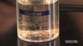 How to Care for Daphnia [upl. by Schroth]