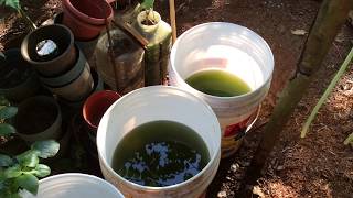 How to grow Green Water Algae [upl. by Kopp]