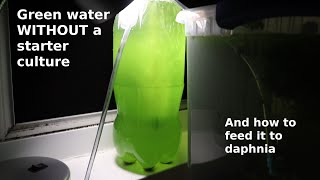 Green Water WITHOUT a Starter Culture  From Scratch  How To [upl. by Suollecram]