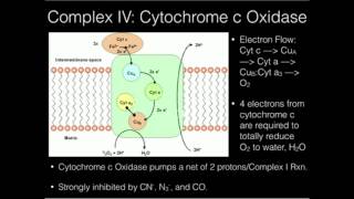 The Electron Transport Chain Complex IV [upl. by Takara135]