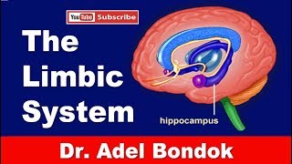 The Limbic System Dr Adel Bondok Making Anatomy Easy [upl. by Frech]