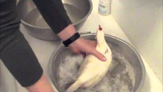 Chicken Keeping Basics  How To Bathe a Chicken [upl. by Ahsekim]