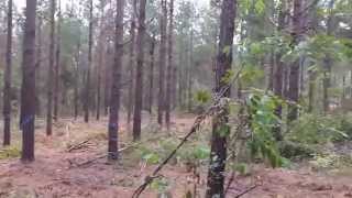 Making a Weak Pine Plantation Strong [upl. by O'Grady]