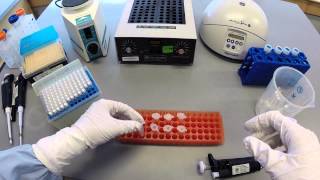 DNA Extraction Protocol  Part 1 [upl. by Bobbette]