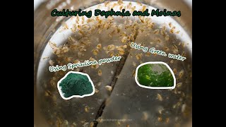 How To Culture Daphnia and Moinas using Green Water Spirulina powder [upl. by Yelsehc]