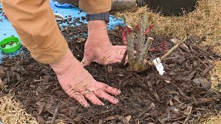 Planting Potted Roses [upl. by Odarbil]