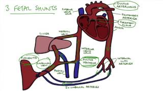 Understanding Fetal Circulation [upl. by Nilhtac]