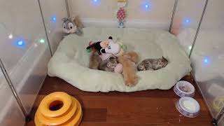 LIVE STREAM  Kittens [upl. by Fernanda165]