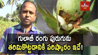 How to Control Pink Bollworm in Cotton   Cotton Pests  hmtv [upl. by Surad948]