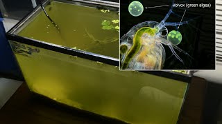 Raising Daphnia for the Freshwater Aquarium [upl. by Penney420]