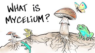 What is Mushroom Mycelium [upl. by Osmund]