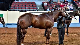 2017 AQHA Aged Stallions [upl. by Elspeth]