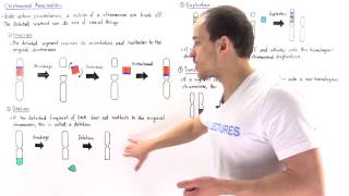 Chromosomal Deletion Inversion Duplication and Translocation [upl. by Ximenes]