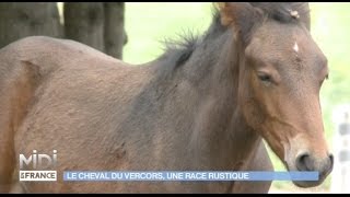 Le cheval du Vercors une race rustique [upl. by Mannie822]