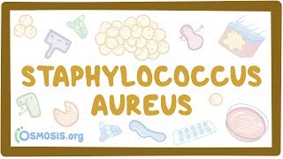 Staphylococcus aureus [upl. by Honig548]