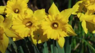 Daffodils  William Wordsworth [upl. by Semela846]