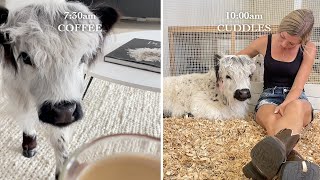 My Baby Cows Morning Routine [upl. by Hairej]