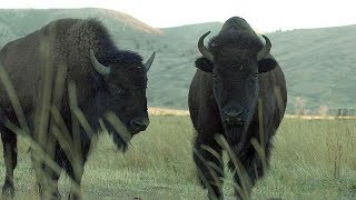 Bison  Farm To Fork Wyoming [upl. by Jacy]