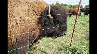 Exotic meats  Bison Beefalo provide lean healthy beef [upl. by Dallman]