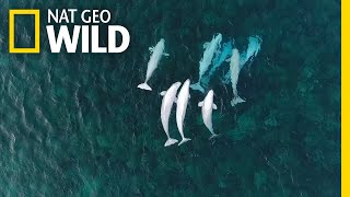 See Hundreds of Beluga Whales Gathering in the Arctic  Nat Geo Wild [upl. by Dru290]