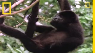 Worlds Loudest Animals Howler Monkeys  National Geographic [upl. by Notsnarc]