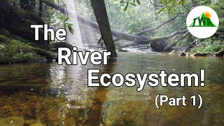 Ecosystems Episode 4 The River Ecosystem 12 [upl. by Mosira]