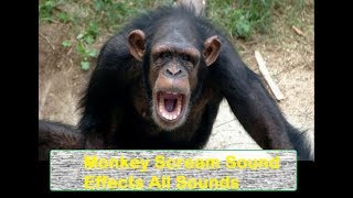 Monkey Scream Sound Effects All Sounds [upl. by Elatia]