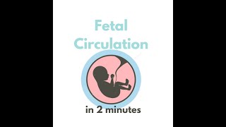 Fetal circulation in 2 mins [upl. by Duester]