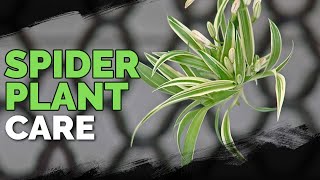 Spider Plant Care How To Grow Chlorophytum Comosum [upl. by Cowey]