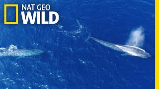 Flirting Blue Whales Caught on Camera  Nat Geo Wild [upl. by Crean283]