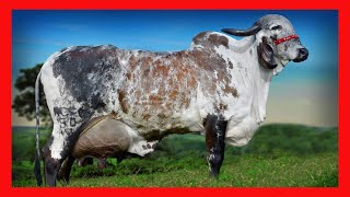 🏆 GYR LECHERO 🔴 DATOS CURIOSOS ✅ Vacas Lecheras cow [upl. by Andras289]