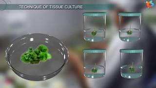 Tissue Culture [upl. by Higinbotham724]