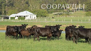 ‘Coopawilli’ Coffs Coast NSW [upl. by Koblas235]