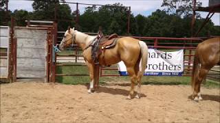 Palomino Gelding For Sale [upl. by Annasor]