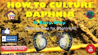 HOW TO CULTURE DAPHNIA In Easy Way [upl. by Shelba]