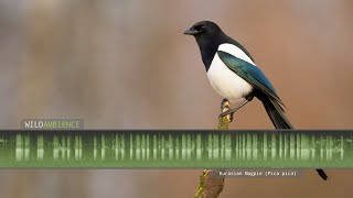 Eurasian Magpie Call amp Sounds [upl. by Samuele]