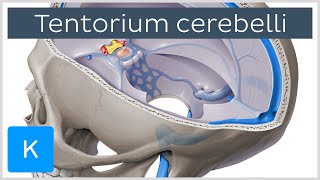 Tentorium cerebelli  Anatomy Location Function  Human Anatomy  Kenhub [upl. by Eloise]