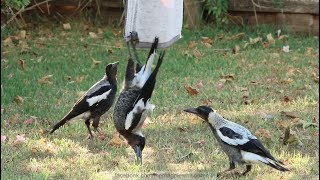 Australian Magpies Hanging Around  Part 1 [upl. by Kelwen]